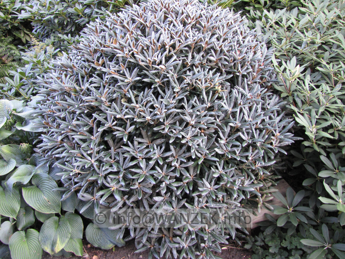 Rhododendron yakushimanum FCC 04 Spaetsommer.JPG